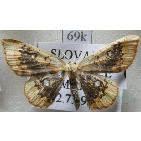 Cyclophora albiocellaria (Hübner, 1789) Świerzbik białooczek Slovakia69k